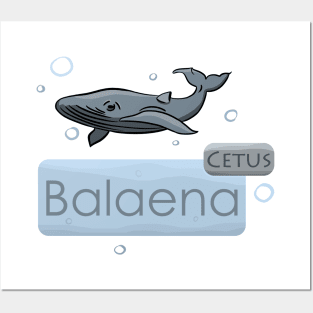 Whale Cetus Balaena Posters and Art
